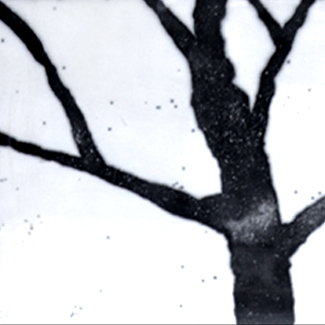 Notturno nel Bosco